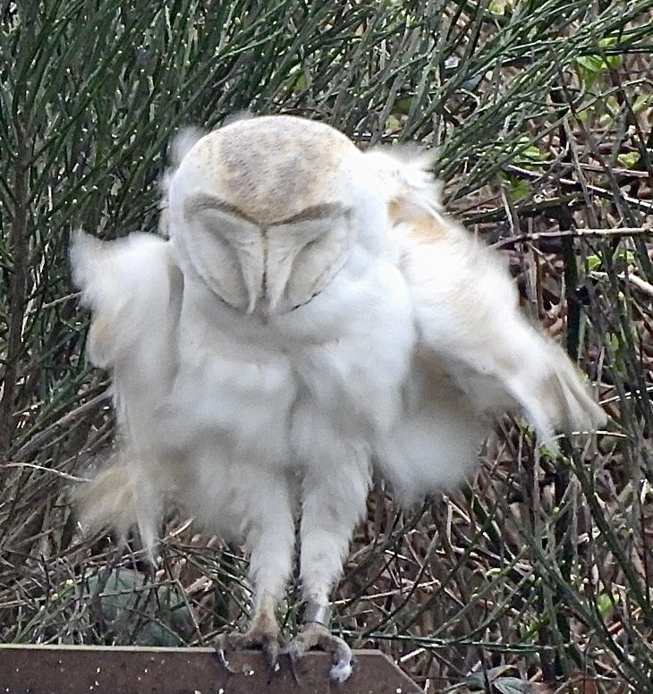 Barn owl having a good old shake today at Hauxley #Northumberland <a href="/Natures_Voice/">RSPB</a> <a href="/NTBirdClub/">Northumberland & Tyneside Bird Club</a>  <a href="/NorthWildlife/">Northumberland Wildlife Trust</a> <a href="/_BTO/">BTO</a> <a href="/RSPBEngland/">RSPB England</a> <a href="/RSPBbirders/">RSPB Birders</a>