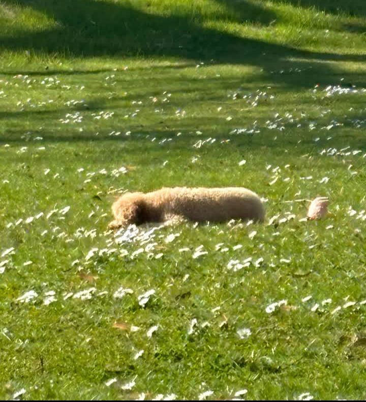 Cute dog ❤️