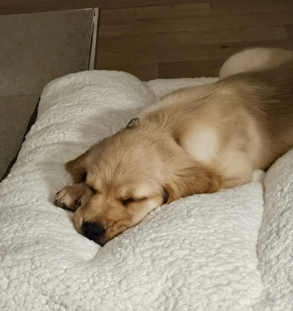 Sleepy girl acquired 🥰