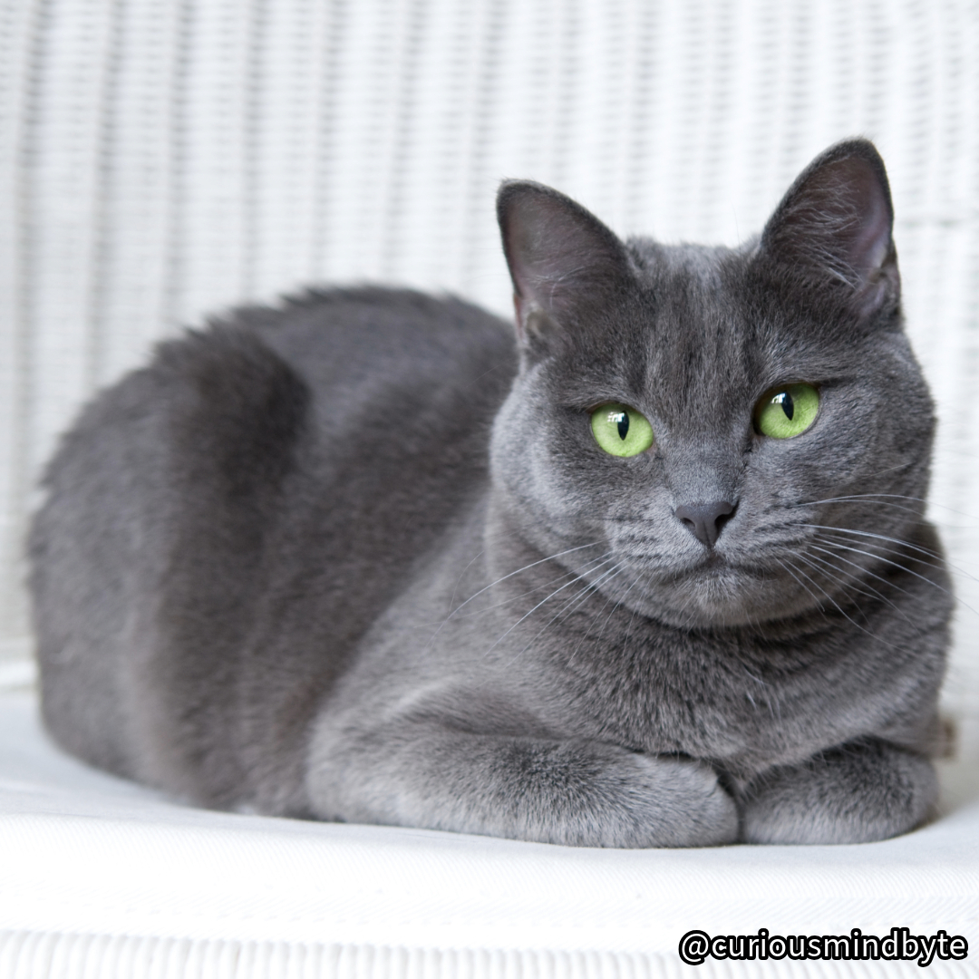CuriousMindByte's tweet image. Cat Spotlight: Russian Blue - With their plush silver-blue coats and emerald green eyes, Russian Blues are gentle, reserved, and loyal. They're known for their intelligence and shy but affectionate nature. #RussianBlue #SilverCat
