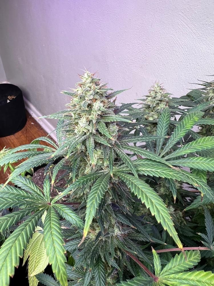 Excellent Grow
Perfect- I’m trying to show my gratitude COUPON CODE: 🌱 CANAKUSH🌱 buff.ly/3uZBgb9