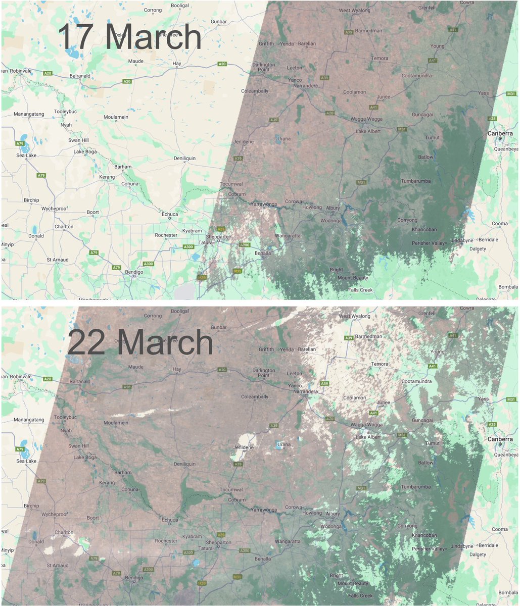 jamesbrinkhoff's tweet photo. Aus rice growers might have been surprised to see an extra image in their dashboards on 22 March. The @esa has kept the older Sentinel-2A satellite in orbit for another year, so all crops are now getting at least 2 images every 5 days! @RiceExtension @ricegrowers @AgriFuturesAU https://t.co/gX8wBQWMMl