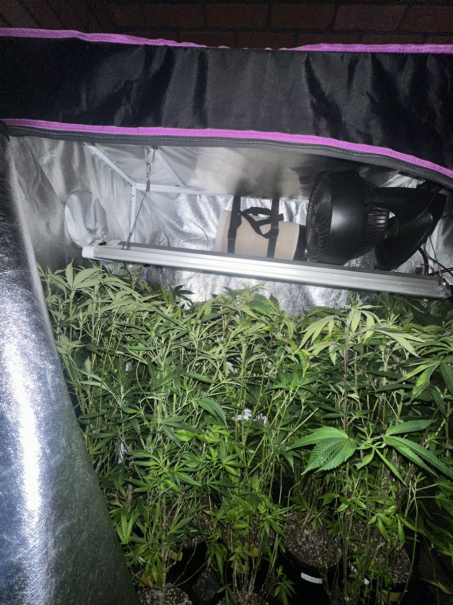 gasmanthegascan's tweet photo. Like I said you can fucking WATCH them grow… this is less than 30 hours. I have GOT to move these to the 4x4 today…. Time to bust out the bleach solution
#growlifeornolife #gasinthedeltapass #gasmanthegascan #livingsoil #organic #LED #humboldtcountysown #microbes #fohse #hydroponics #seeds #gardening #medical #greenleopardLED #manoftheredearth