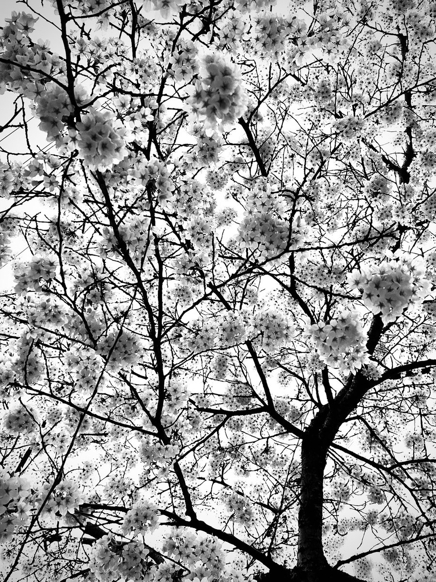 First Blossom of Spring #chiswick #london #blackandwhite #monochrome