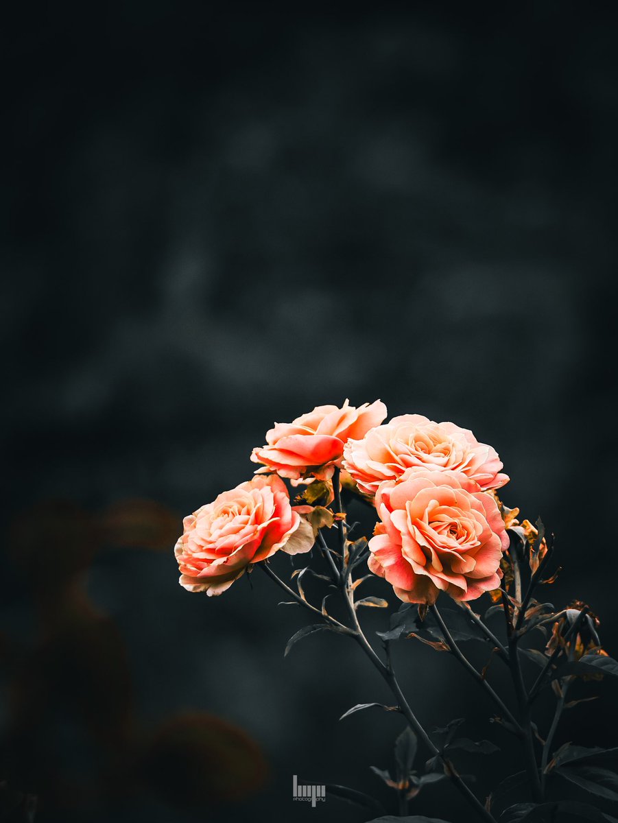 monkbonk's tweet image. #DarkEdition Good night