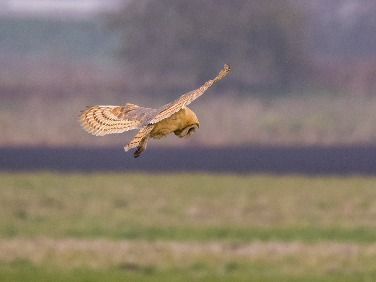JamesWalsh60's tweet image. Fantastic show from the Dark-breasted Barn Owl at Bourne South Fen, Lincs, on view on and off all morning.  Only 13 previous British records of this continental subspecies (&apos;guttata&apos;) and the first I&apos;ve seen @RareBirdAlertUK