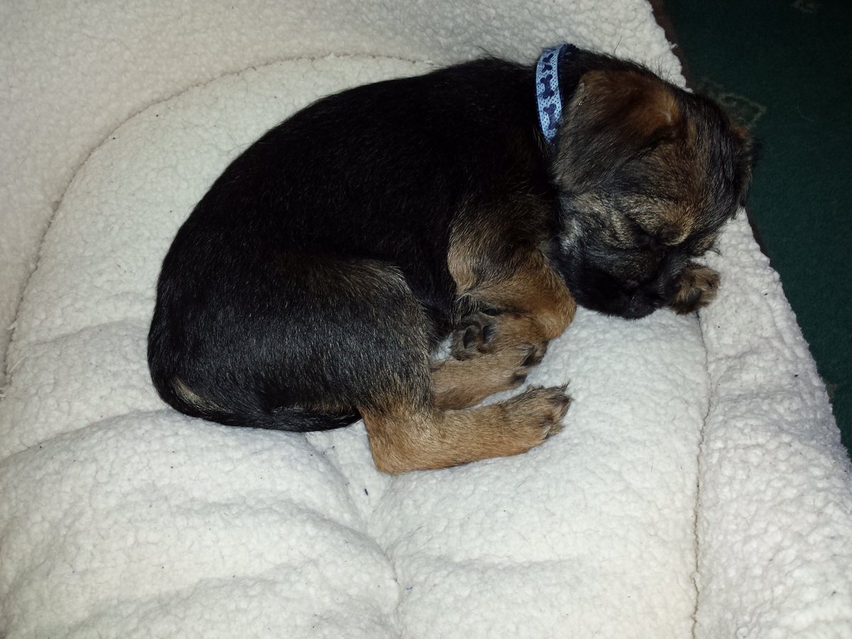 #nationalpuppyday
Me as a pupster
