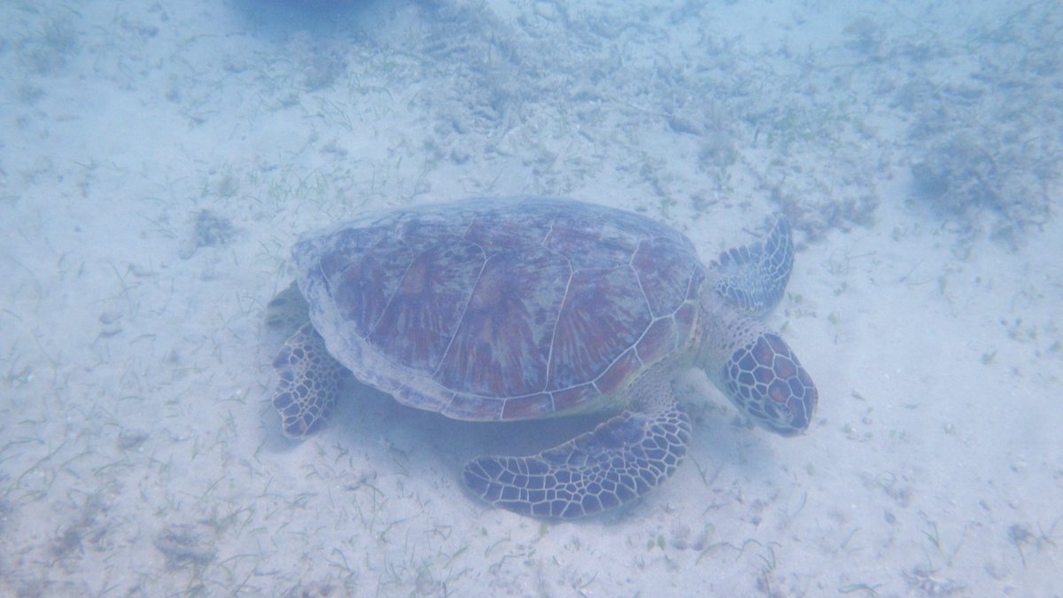 yunoosu's tweet photo. イダの浜でウミガメちゃんに会えました🐢
#イダの浜
#ウミガメ
#西表島 https://t.co/K4693OjTyp