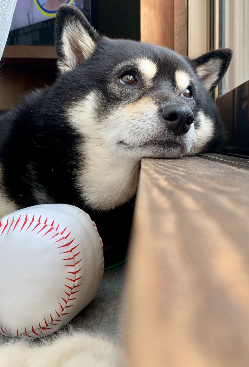 黒柴たろう (@07tarou09) / Posts / X