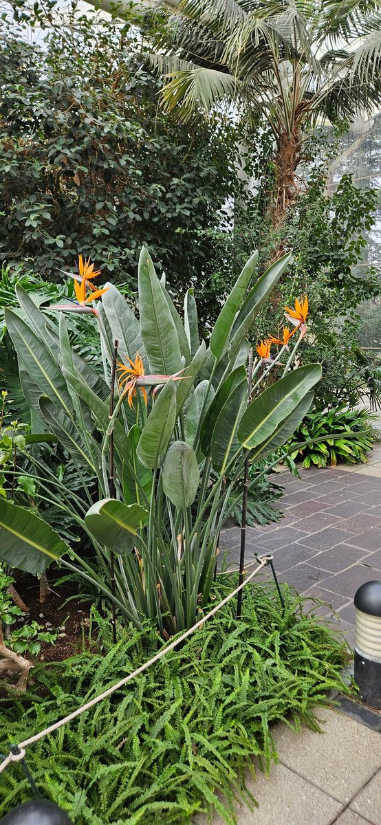 Drawn to the Bird of Paradise at The Glasshouse - I've got it in <a href="/LEGO_Group/">LEGO</a> too! A symbol of opportunity, at a time of exasperation, struggling with altered aims despite making the most of opportunities presented. Overcoming that, the next step!