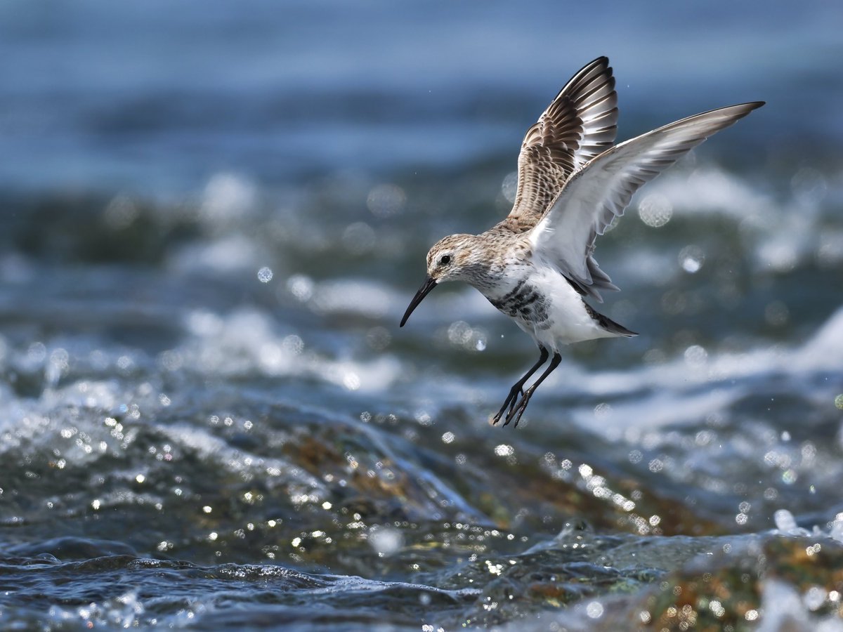 ohana234789's tweet image. さてー 今週もちゃっちゃと仕事終わらせてー 鳥さんに会いに行きたいと思いまっす（｀Д´●） 
#ハマシギ