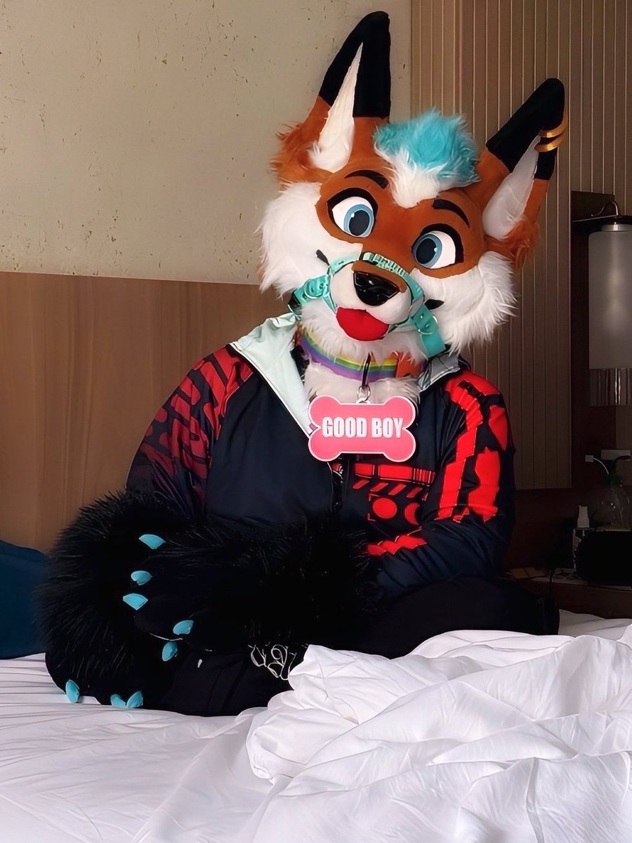 But IS HE a good boy? Or is that false advertisement? 

📸<a href="/The_cute_collie/">Bax</a>