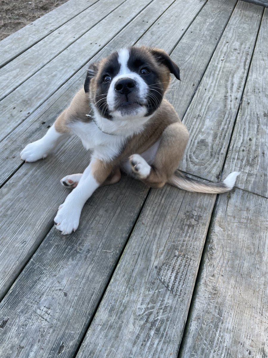 Happy National Puppy Day