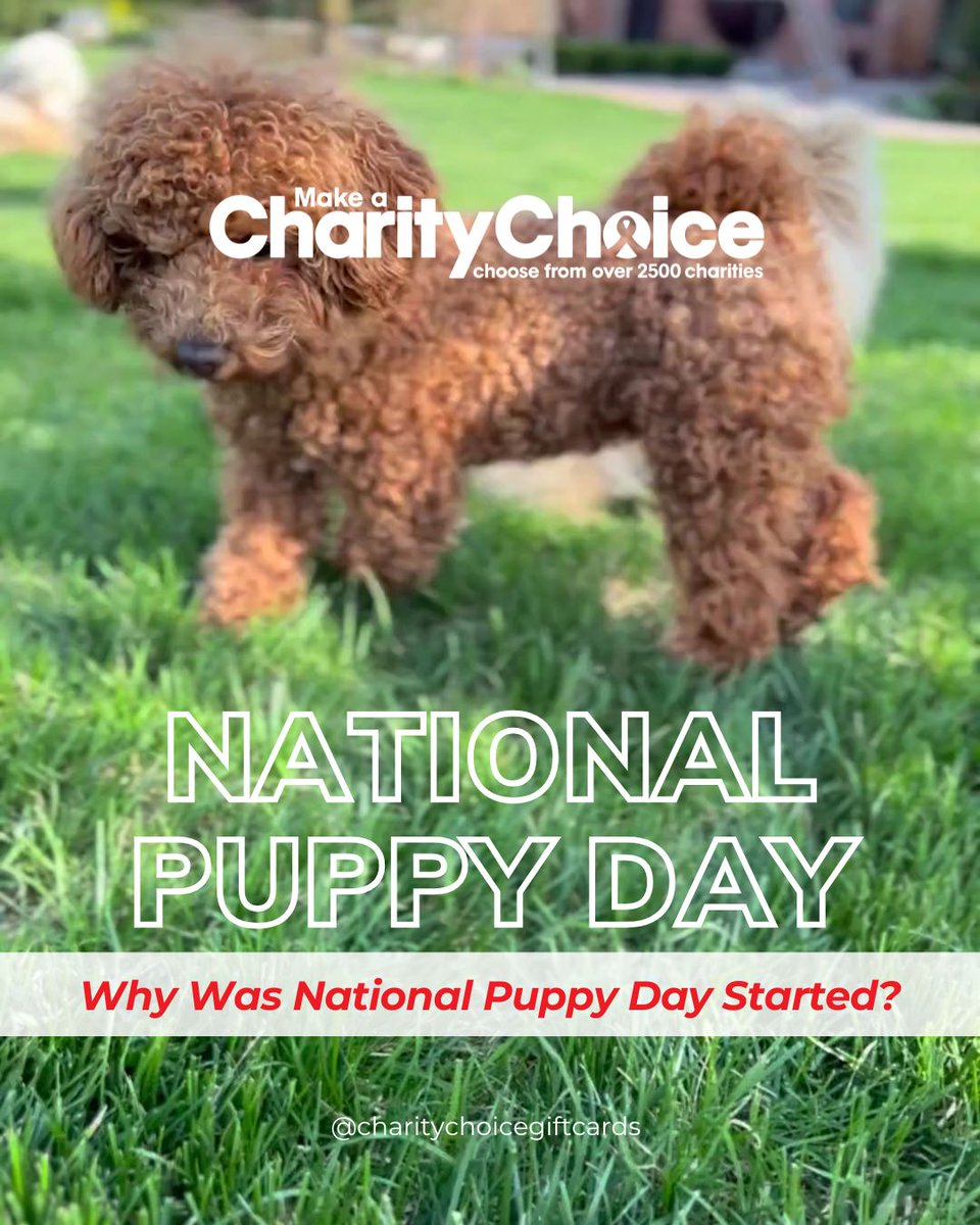 CharityChoice | Charity Gift Cards tweet media