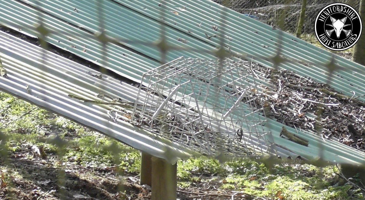 HertsHuntSabs's tweet image. 𝐂𝐋𝐀𝐌 𝐓𝐑𝐀𝐏
Spotted on top of a pheasant shelter inside a pheasant pen.
The only reason this would be inside a pheasant pen is for trapping birds of prey.
Get active for the wildlife
ko-fi.com/hhsabs