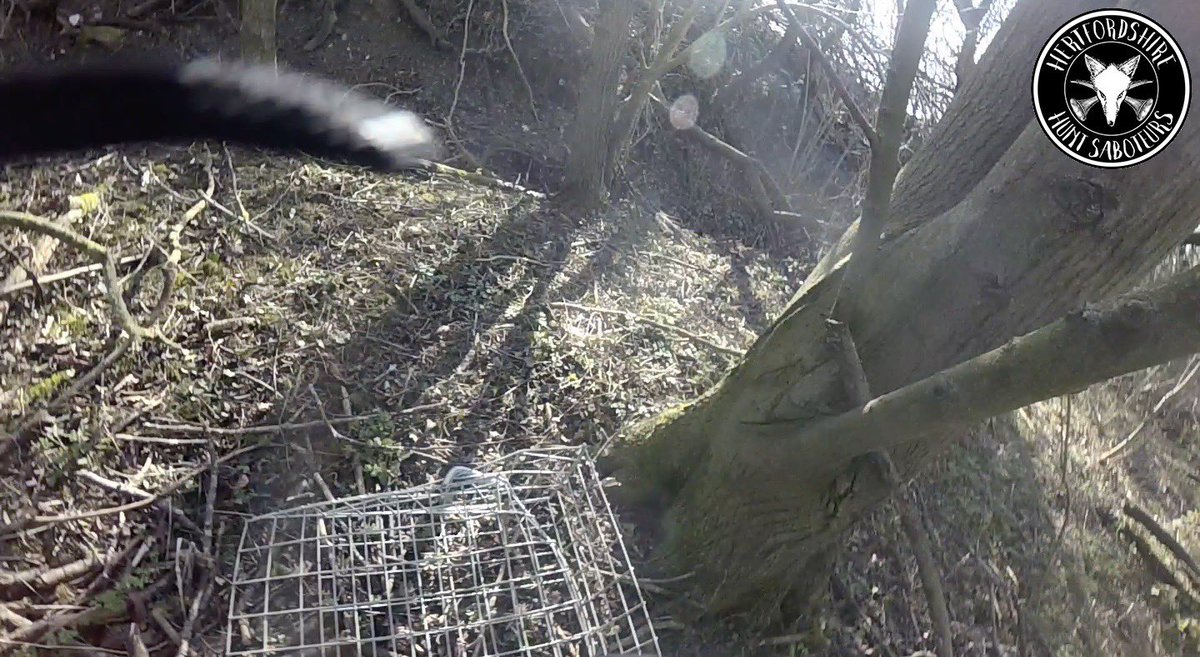 HertsHuntSabs's tweet image. 𝐂𝐋𝐀𝐌 𝐓𝐑𝐀𝐏
Spotted on top of a pheasant shelter inside a pheasant pen.
The only reason this would be inside a pheasant pen is for trapping birds of prey.
Get active for the wildlife
ko-fi.com/hhsabs