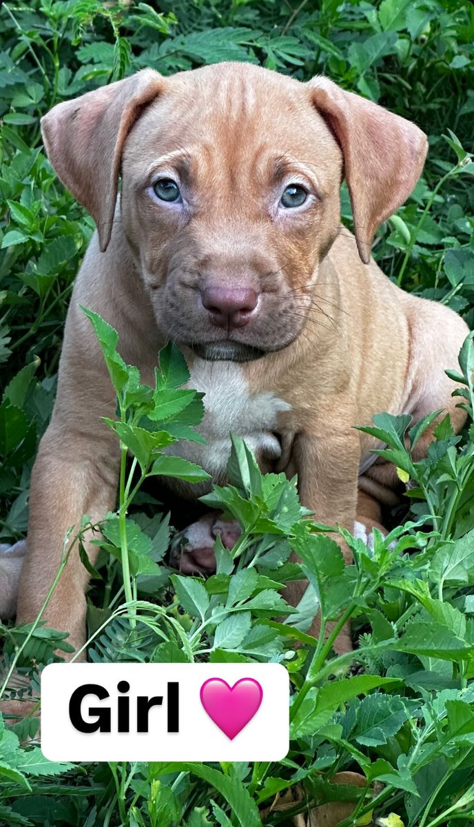 RealPitBullNow's tweet photo. Red Nose Pitbull Puppies - Old family red nose since 1990s ☎️+1 806 500 5552 
#realpitbull 
#pitbullpuppies https://t.co/f7XIOxn8yn