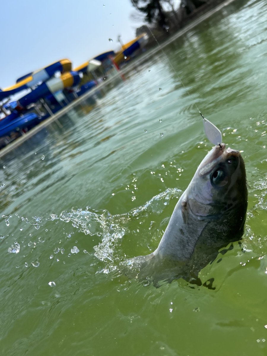 昨日はバベル総長戦に参加して来ました！
結果は2回戦敗退でしたが、初めてのプールでの釣りは難しいながらも楽しめました♪
#鱒魂
#バベル総長
#ロブルアー