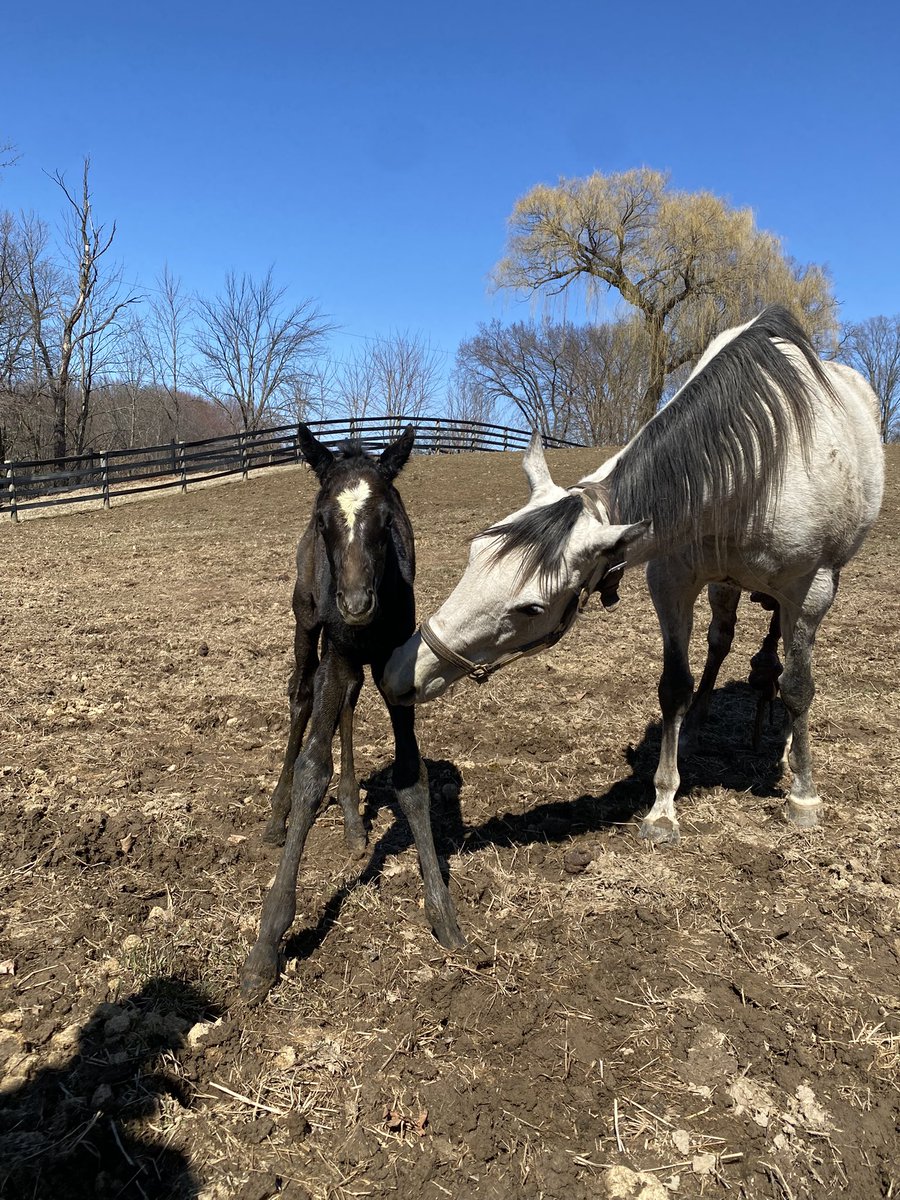 BrittWadsworth's tweet photo. #10 arrived on a sunny afternoon! Welcome this lovely Pinehurst filly out of All Over the Map!
@nytbreeders @B_Hahn7 @NYDarkHorse @WalmacLLC https://t.co/QjYSFNzkd2