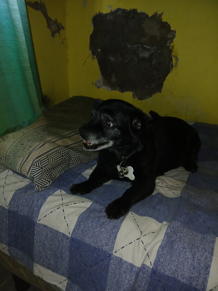 Hoy te fuiste, pero te vamos a recordar todos los dias. Fuiste un perro muy juguetón y amoroso. Te fuiste con los dos tirados en el piso, ya no aguantabas mas. Te amo Pitufo y dale un lengüetazo a Beethoven que te esta esperando