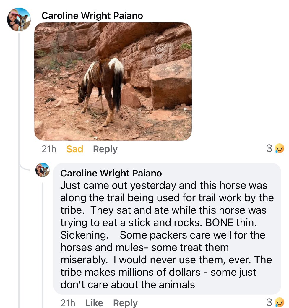 Hiker sees starving horse on the hike to Havasu Falls. 
#havasupai #havasufalls #supai