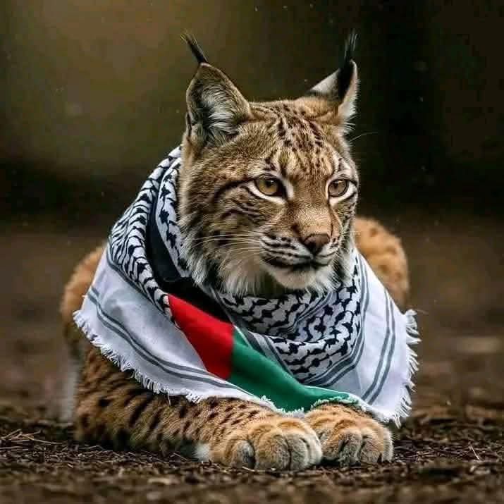 قام بتنفيذ ما لم تستطيع تنفيذه الحكام ❤
تحيه احترام وتقدير  
اشرف حيوان على وجه الأرض
#الوشق_المصري
