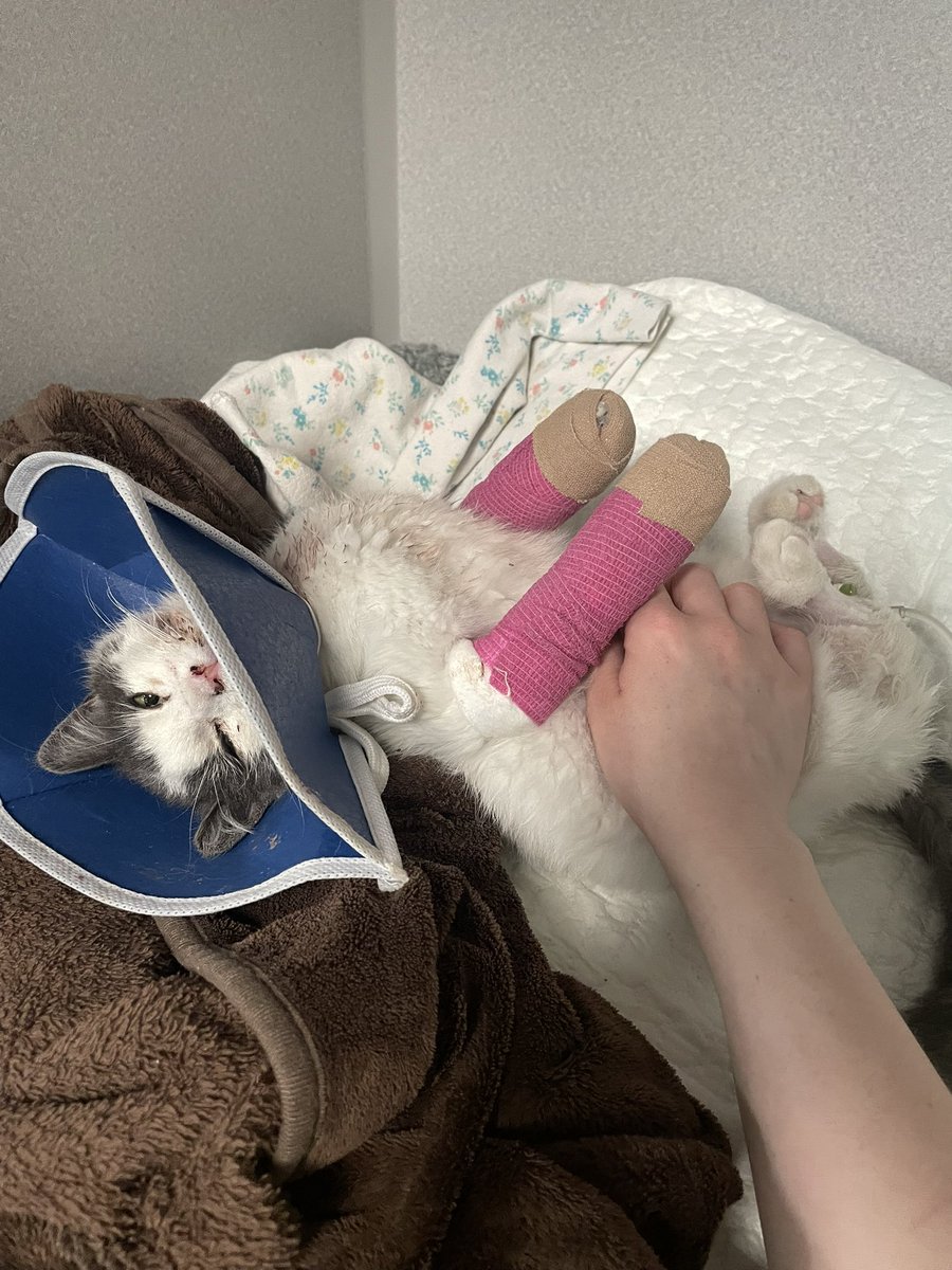 Goodnight from this sweet girl, still asking for belly rubs ❤️‍🩹 thank you all so, so much for the incredible amount of love and support you've sent her way. Your donations make it possible to give her the best chance. Surgery consultation in the morning 🤞