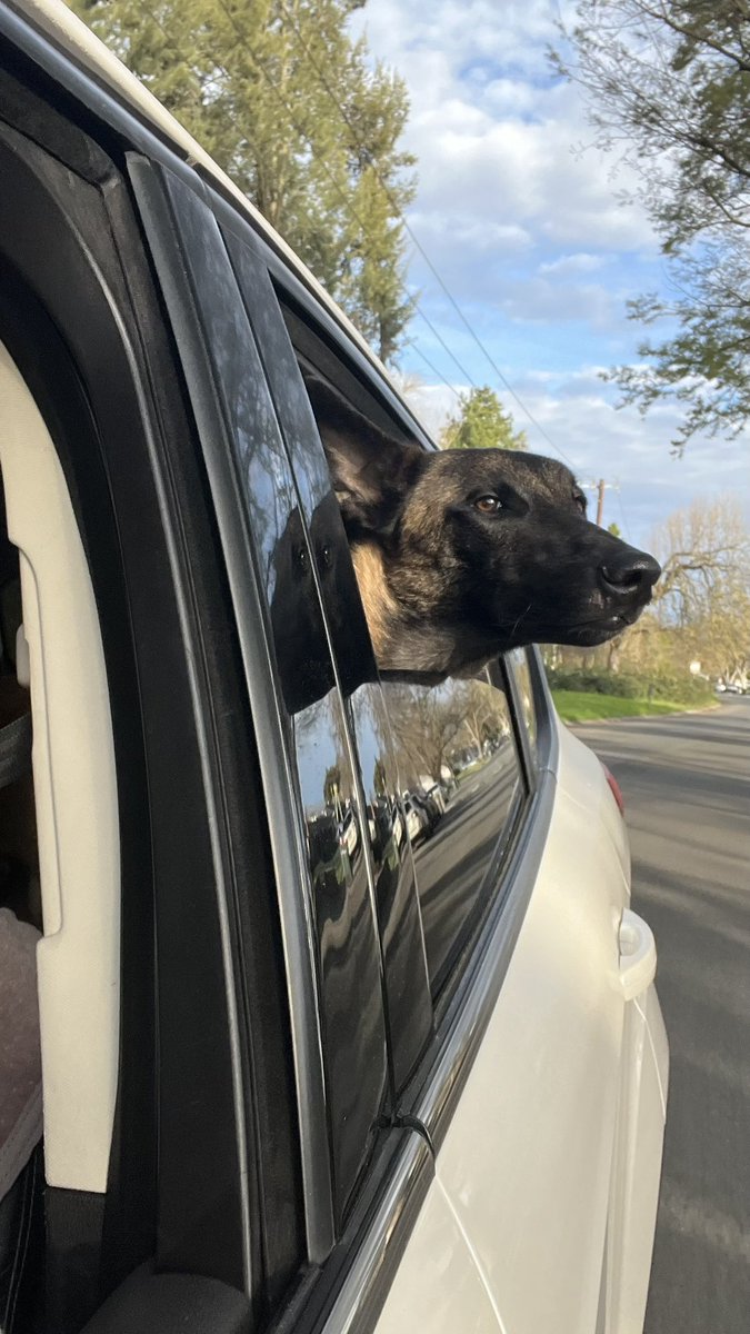 kookMSM's tweet photo. Scooby-Doo luvs to fly!
#maligator #BelgainMalinois https://t.co/5hpJbBuQAv