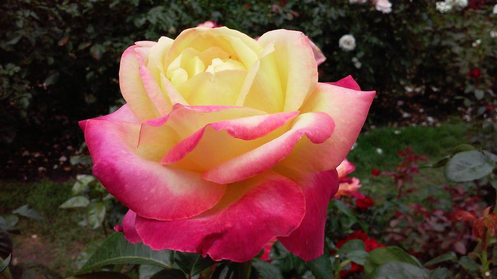 #SomethingBeautiful a perfect rose in Portland