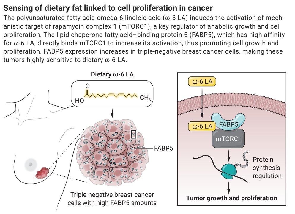 Linoleic acid is the most abundant polyunsaturated fatty acid in the Western-style diet and has been implicated in promoting inflammation and cancer. 

In Science, researchers report a mechanism by which linoleic acid can activate the mTORC1 protein kinase, which coordinates