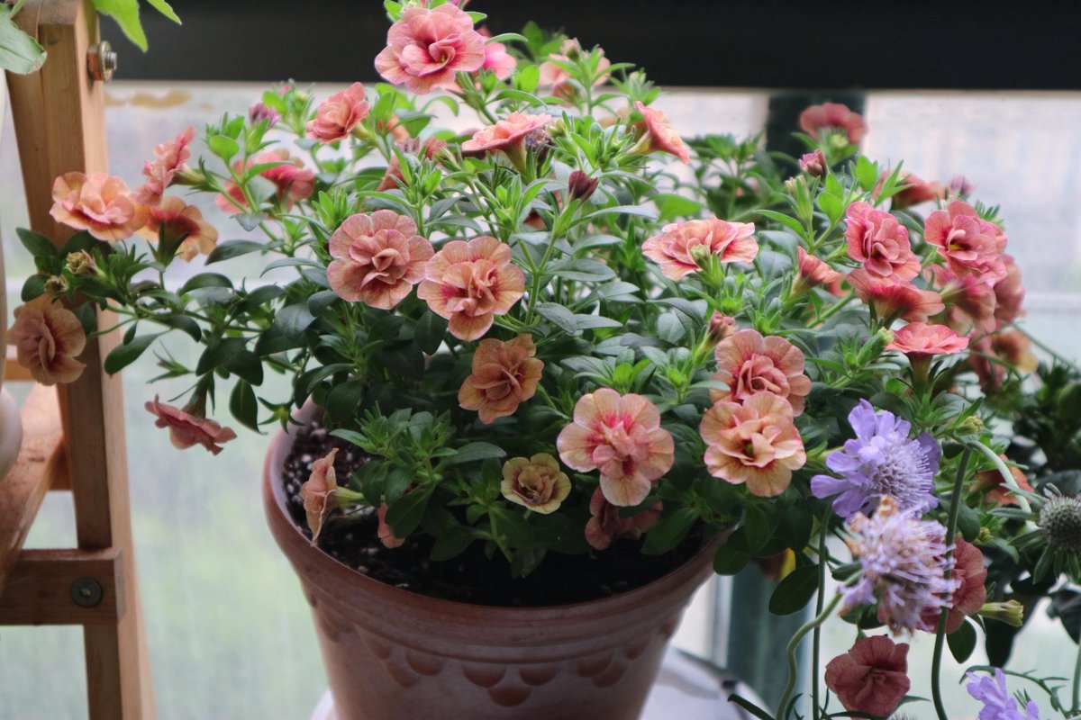 RubyStork's tweet image. A carefully planted flower tree, peace in the heart. 🌿💫