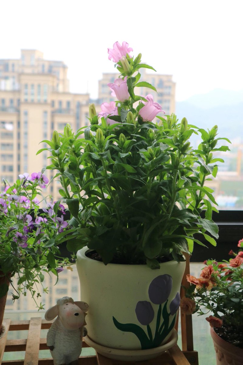 RubyStork's tweet image. A carefully planted flower tree, peace in the heart. 🌿💫