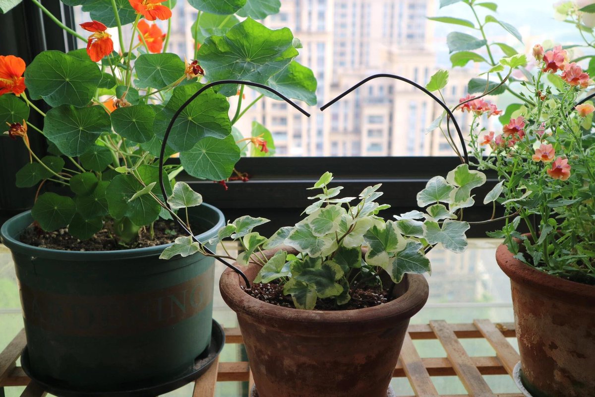 RubyStork's tweet image. A carefully planted flower tree, peace in the heart. 🌿💫