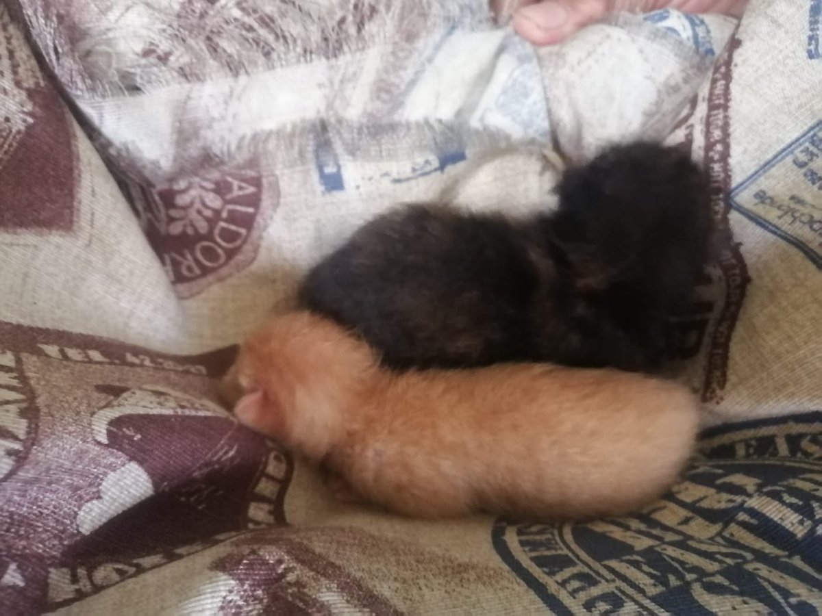 Lukangelika's tweet photo. Amikos, estamos buscando quien pueda ayudarnos a adoptar estos gatitos bebés.
Tiene aproximadamente 2 a 3 semanas, su mamá gatita los dejó.
Estamos en la zona de azcapotzalco, podemos entregarlos en donde nos digan.

Me ayudan con un RT, por fi. https://t.co/LXniMoDyhe