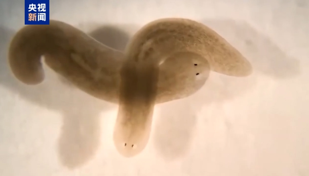 PDChina's tweet image. China's space station is set to introduce a novel participant in its space science experiments —— the planarian, a creature renowned for its extraordinary regenerative capabilities, following the successful inclusion of zebrafish and fruit flies. The study of planarians holds…
