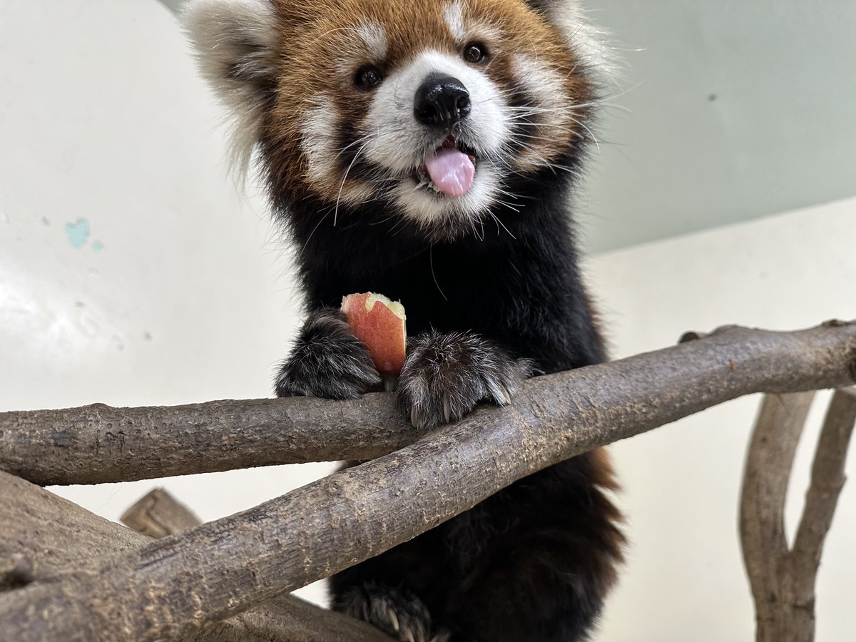 リンゴを食べているレッサーパンダのトロリ♂。 現在13歳で、安佐動物