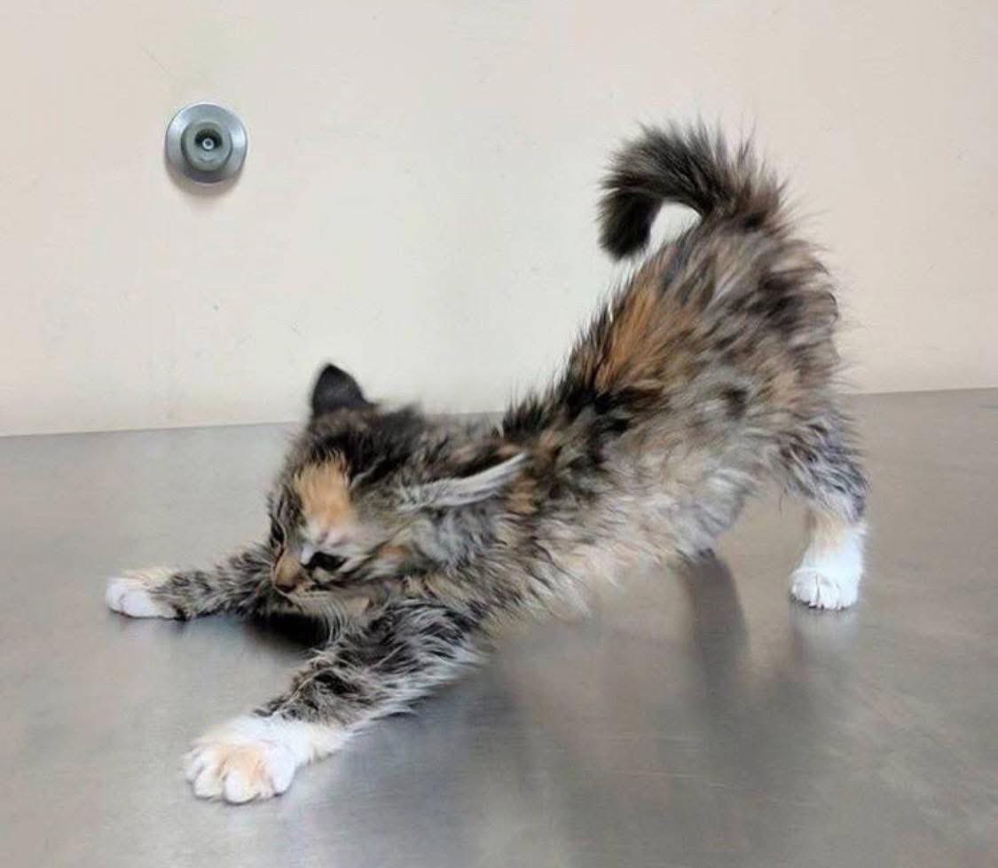 Punch Cat tweet media