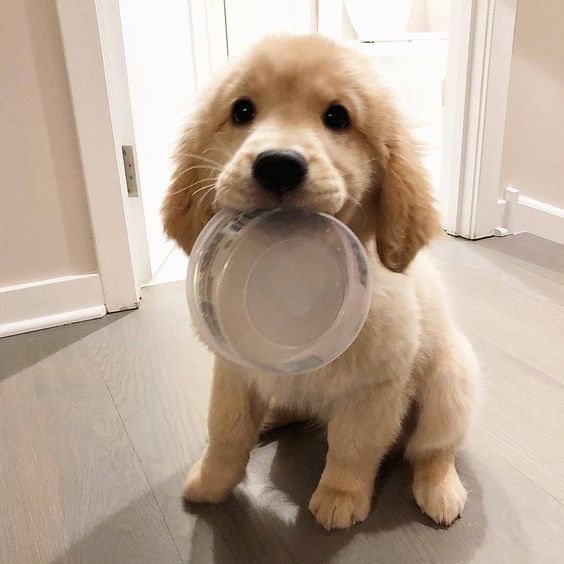 puppies_video's tweet photo. https://t.co/zpG9Omd0F9