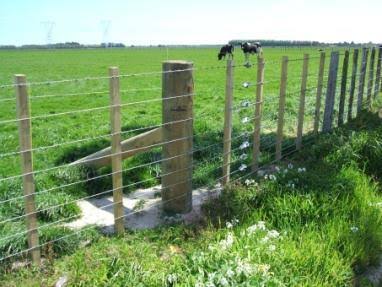 RandomUser_No5 tweet media