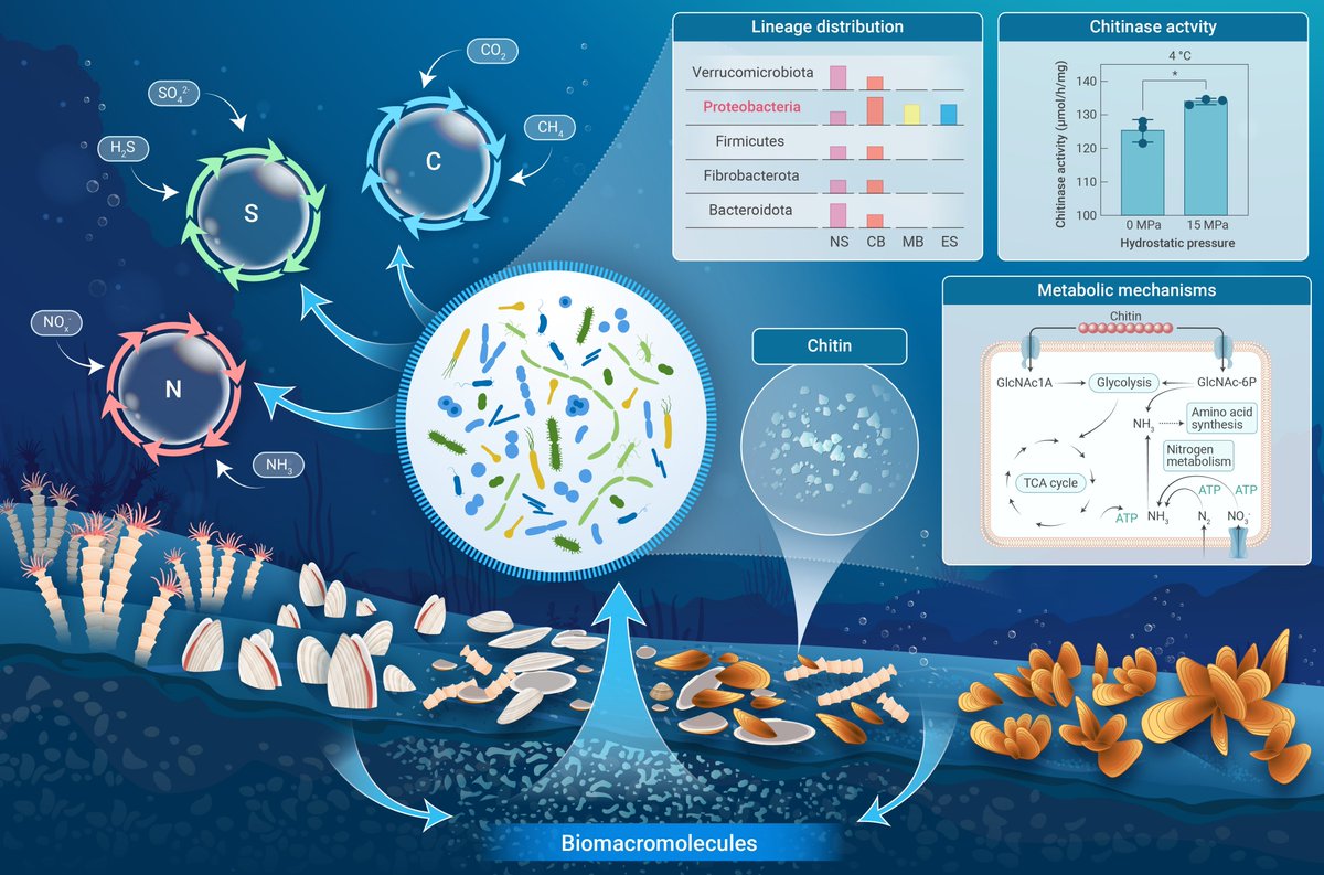 Innov_Geosci's tweet photo. Out in @Innov_Geosci ! Exploring the role of organotrophic microbes in geochemical cycling of cold seep sediments. Read more:https://t.co/F2sAmqEzY3
#MicrobialEcology #Biogeochemistry #ColdSeeps #Geochemistry #MarineScience #Microbes #EnvironmentalScience @The_InnovationJ https://t.co/KNLbxbUWzj