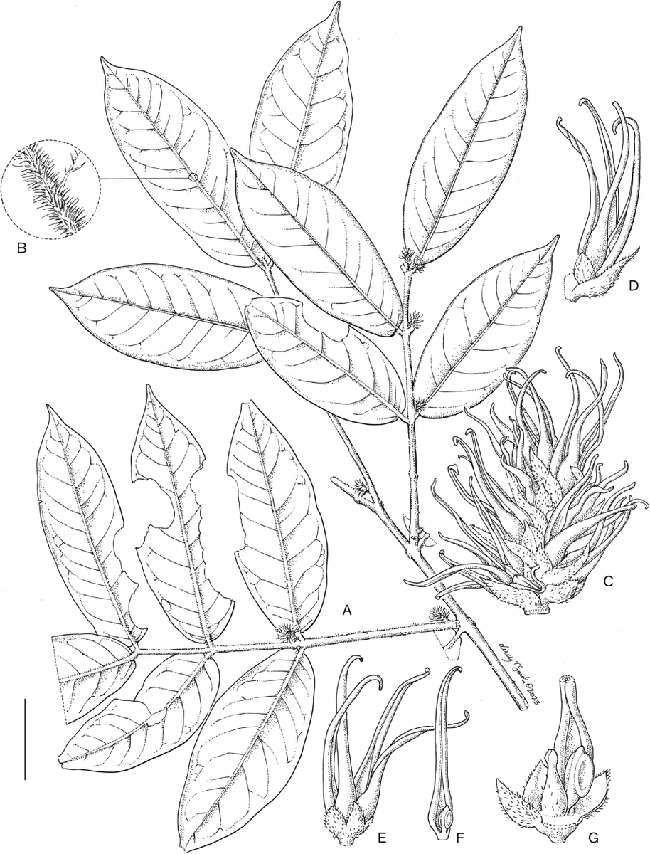 New species and new paper alert! 🚨

Towards a Flora of New Guinea: Oleaceae. Part 2, eight new species of Chionanthus

rdcu.be/eeKLA

@KewBulletin @KewScience <a href="/FRIMKepong/">FRIM</a> <a href="/nparksbuzz/">National Parks Board</a> #SBGScience