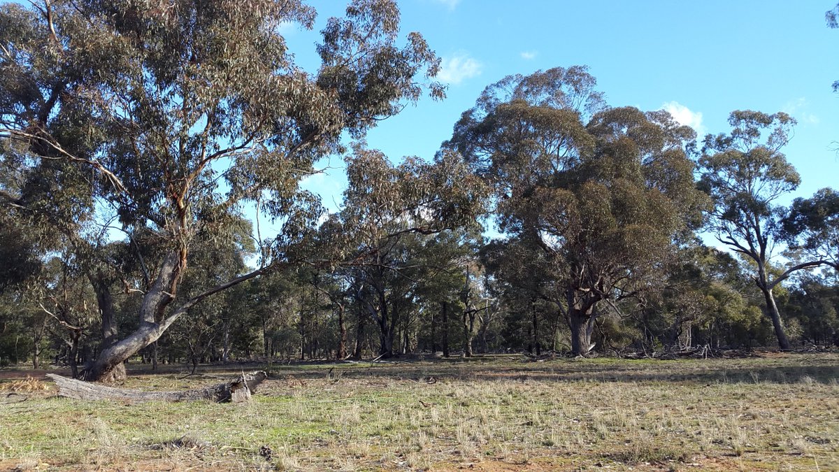 Happy #NationalEucalyptDay2025! A worthy winner for 2025 Eucalypt of the Year.

I spent National Eucalypt Day in the beautiful Box-gum Ironback Eucalypt woodlands of central Victoria, around my PhD study species, Grey Box (Eucalyptus microcarpa). Many warm fuzzies!