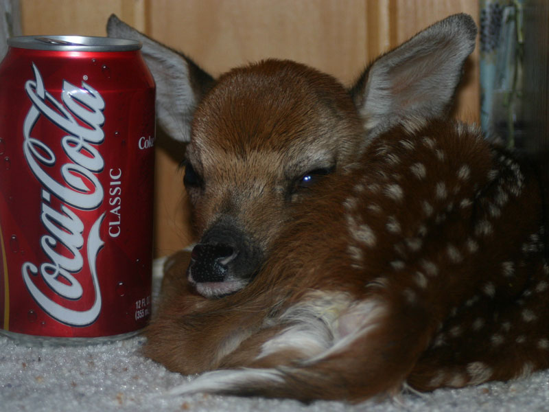 with my bf after an evil witch turns him into a can of coca cola classic