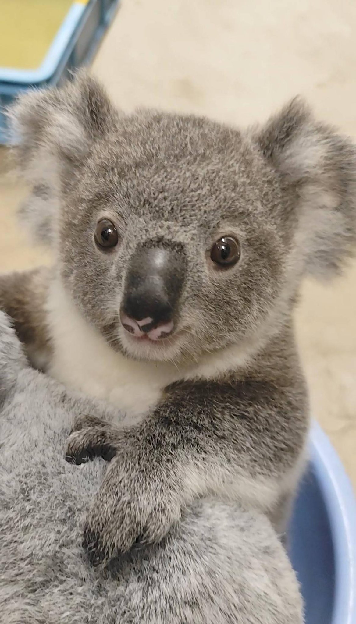 動物 GuhltOjW0AAXKIT.jpg