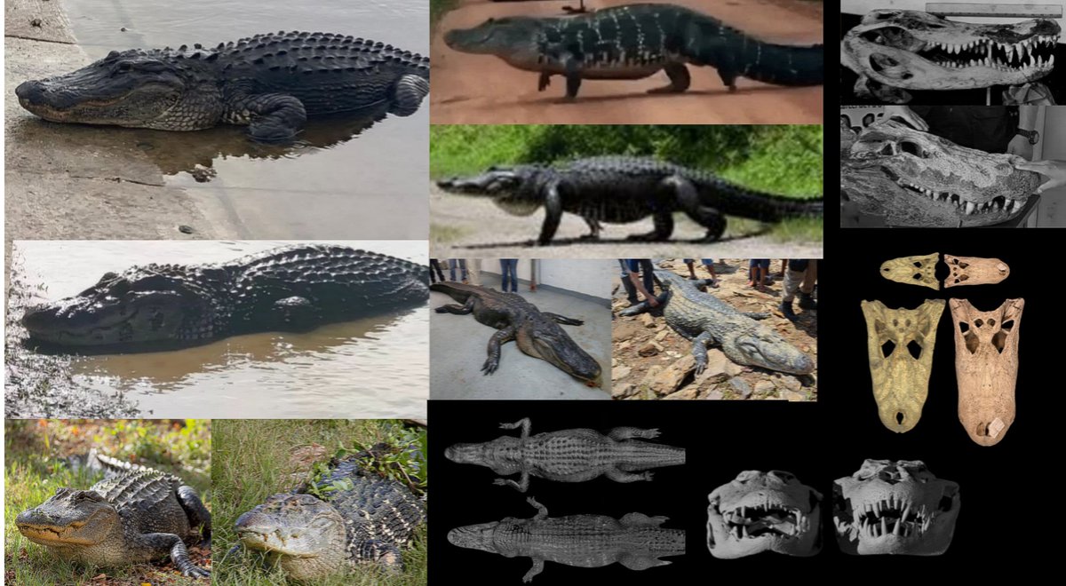 Black Caiman and Alligator