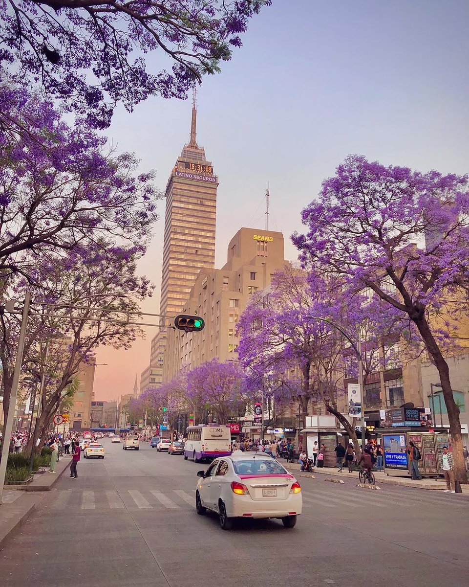 La torre latinoamericana con jacarandas, sin duda la Ciudad de México es una de las más bonitas del mundo !