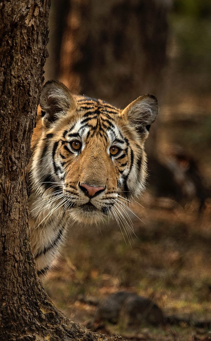 Tiger.
<a href="/NikonIndia/">Nikon India Official</a> #wildlife #nature #natgeoindia