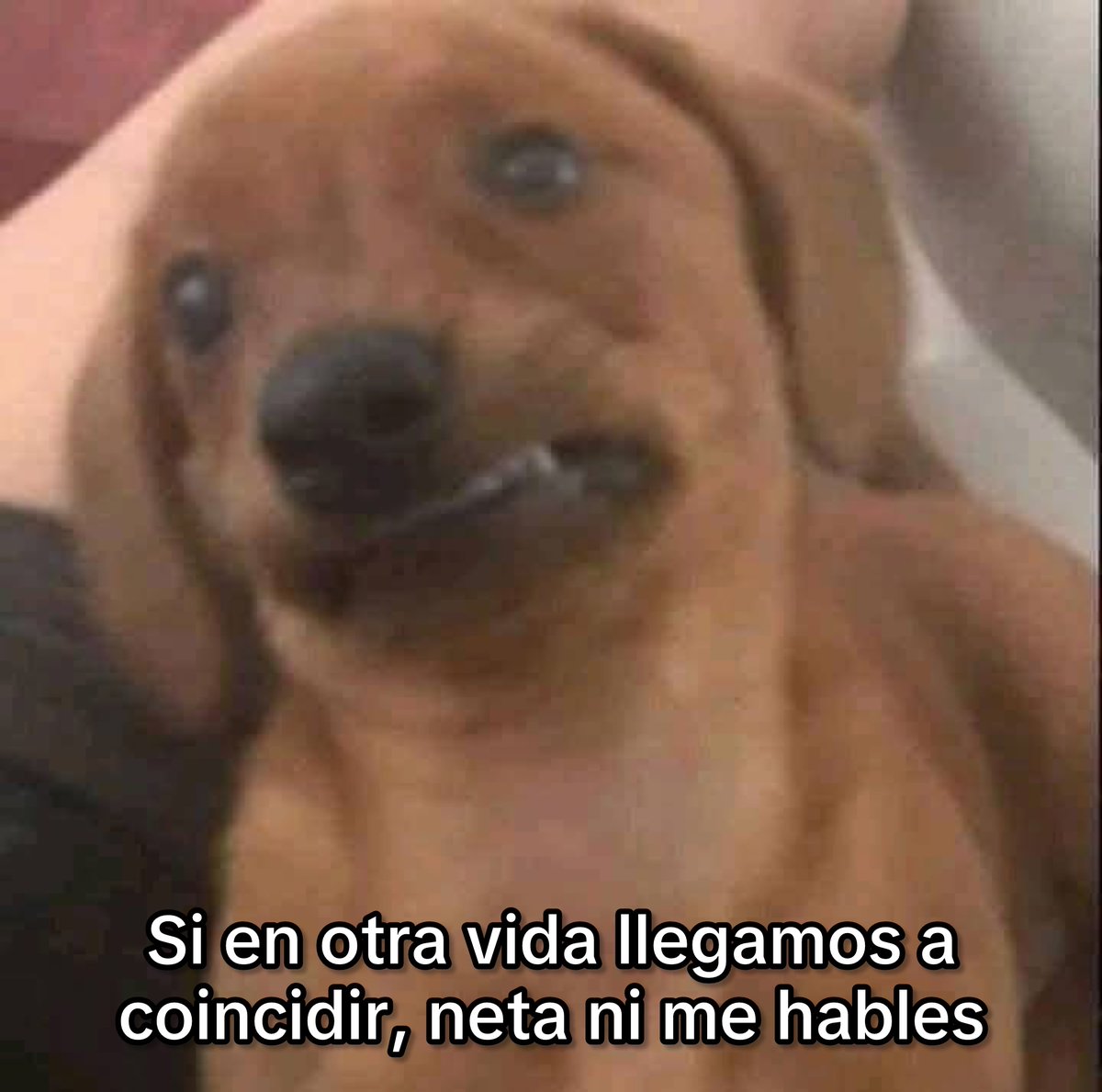 Neta.