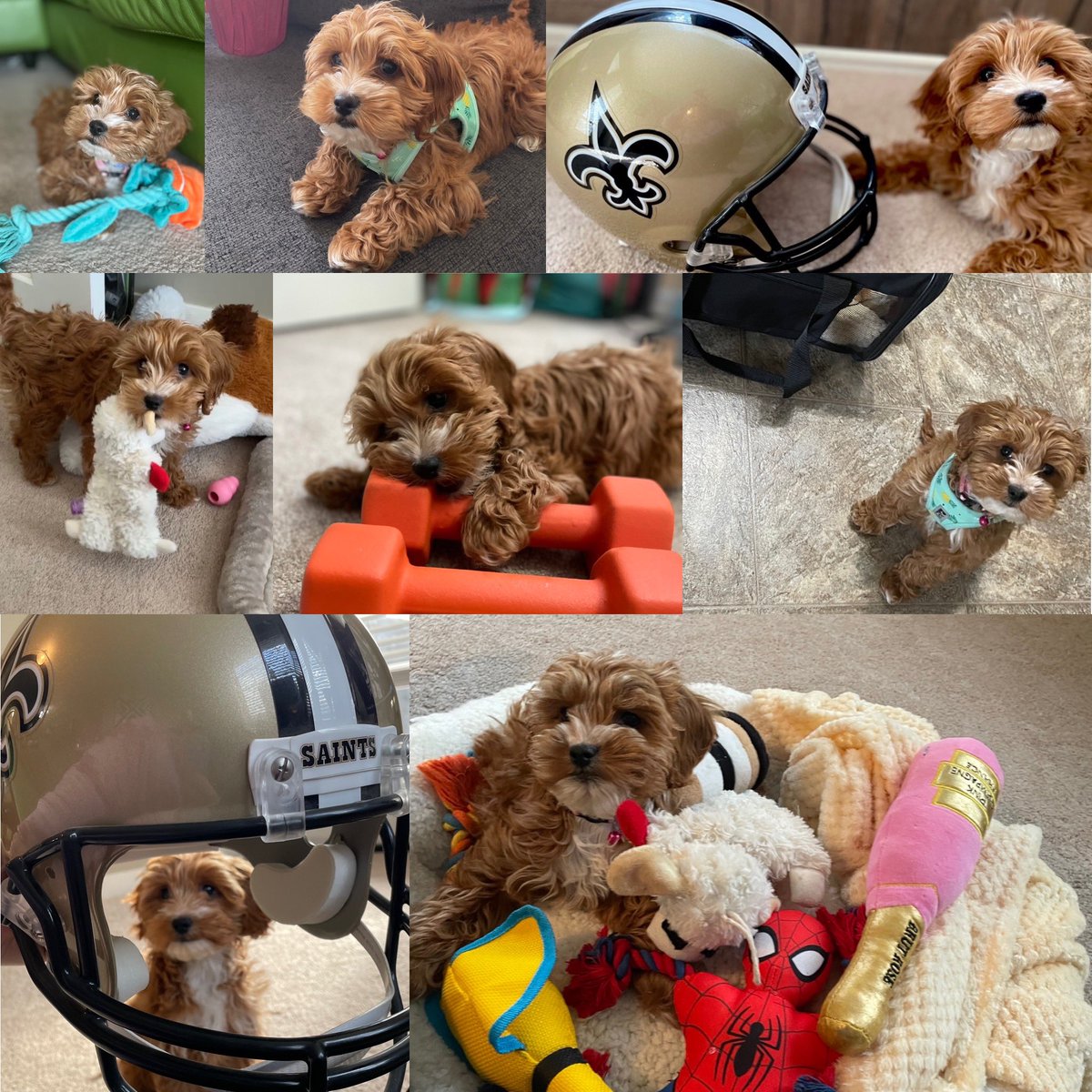 TrinaLeigh77's tweet image. It’s been almost 3 years with this little stinker &amp;amp; she still has major puppy energy. The joy and laughs she brings to my life, even today when she rolled in mud puddles &amp;amp; 💩. Wouldn’t change a thing! #NationalPuppyDay #Sainty #loveher 🩷🐾