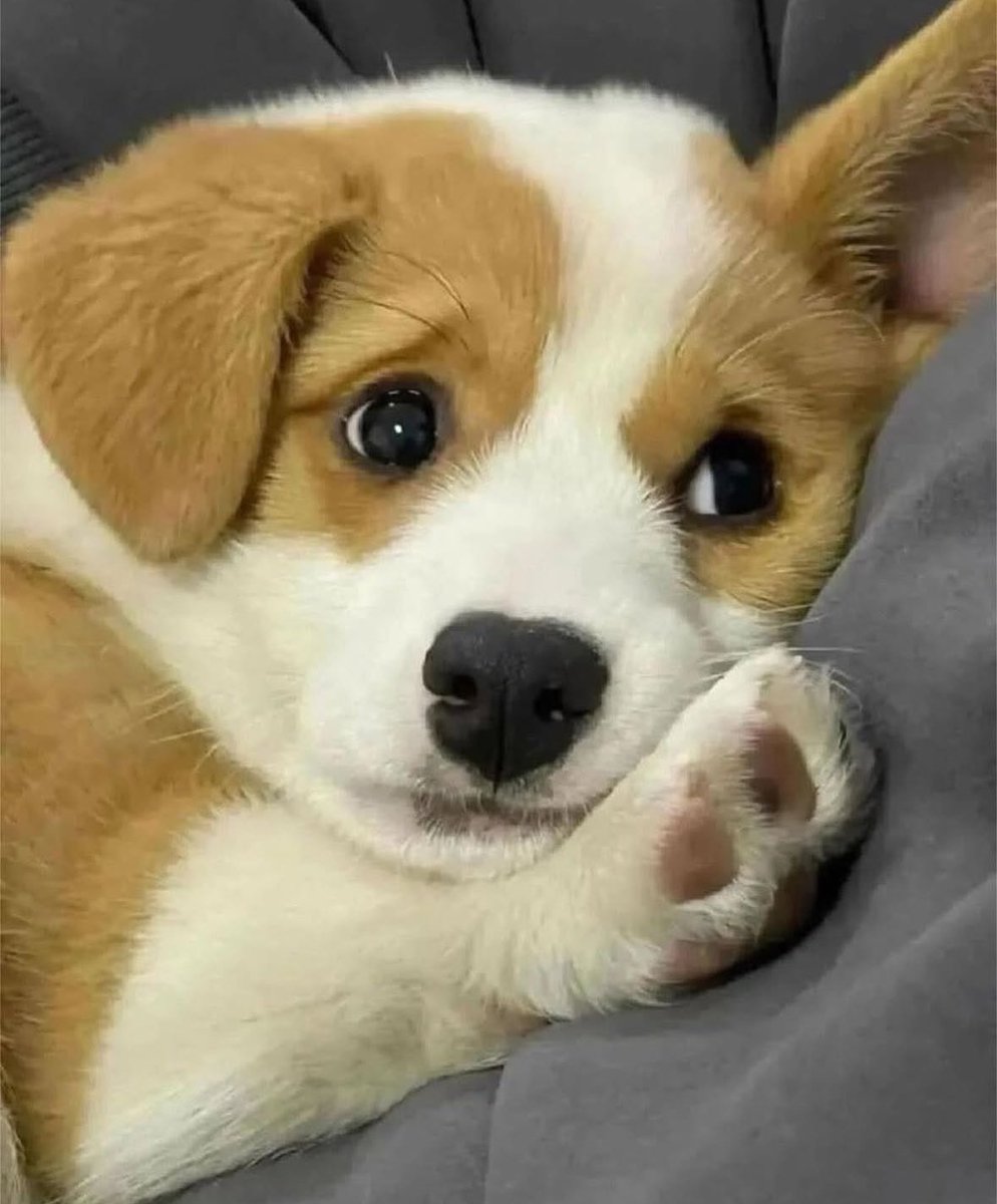 💖 (@twaniimals) on Twitter photo 